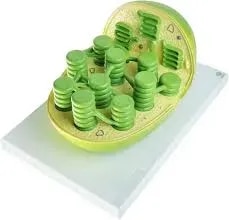 Chloroplast Model product image