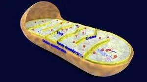 Mitochondria Model Volcano Model product image