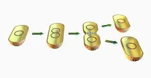 Binary Fisson product image