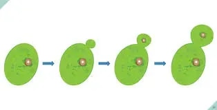 Budding In Yeast product image