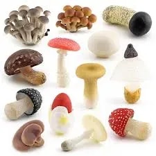 Life Cycle Of Fungus product image