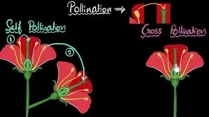Self &Cross Pownation product image