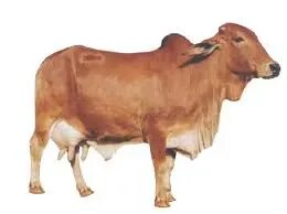 4.Frreshain Shahiwal product image