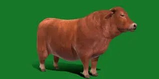 5.Santa Gertruids product image