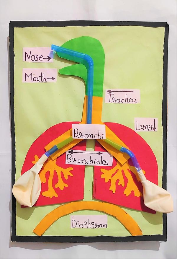 Functional Human Respiration Model product image