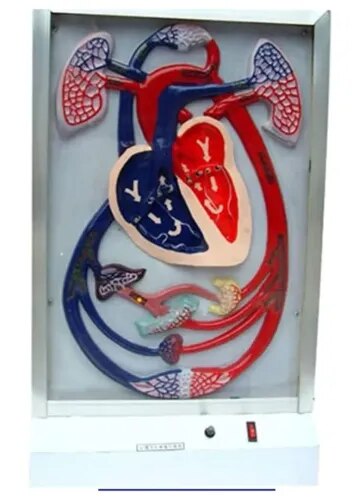Cardiac Beat and Blood Circulation Model product image