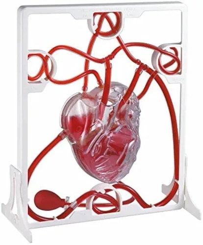Human Pumping Heart product image