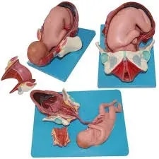 Child Birth Model product image