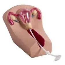 IUD Training Simulator, Economy product image