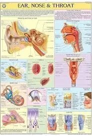 Ear, Nose & Throat (70x100cm) product image
