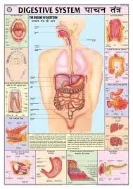 Digestive System (70x100cm) product image