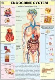 Endocrine System (70x100cm) product image