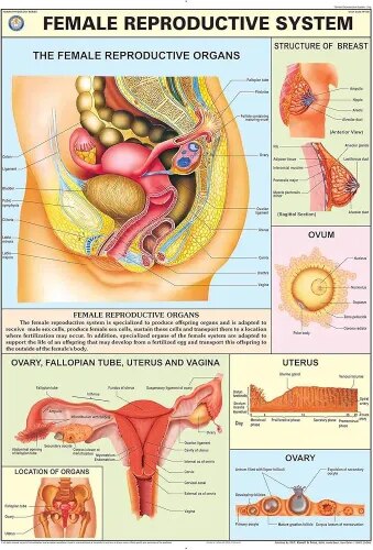Female Reproductive System (70x100cm) product image