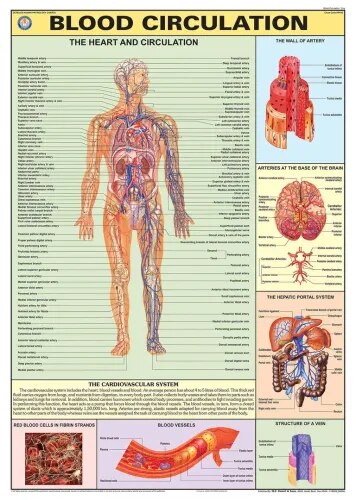 Circulation Of Blood (70x100cm) product image