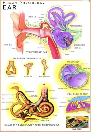Human Ear (70x100cm) product image