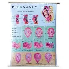 Pregnancy (70x100cm) product image
