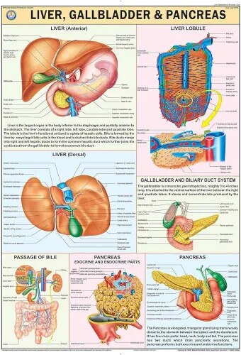 Liver, Gall Bladder & Pancreas (70x100cm) product image