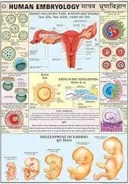 Human Embryology (Early Stage) (50x70cm) product image