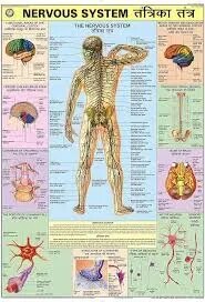 Nervous System (70x100cm) product image