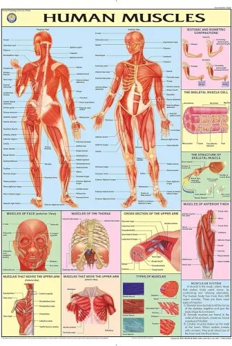 Muscular System (70x100cm) product image