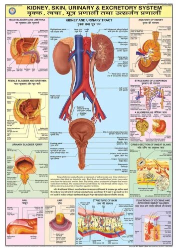 Kidney, Skin, & Excretory Organs (70x100cm) product image
