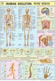 Skeletal System (70x100cm) product image