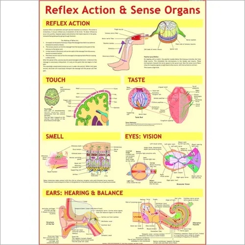 Sense Organs & Reflex Action (70x100cm) product image
