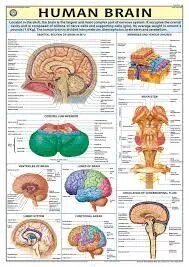 Brain (70x100cm) product image