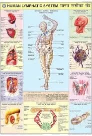 Lymphatic System (70x100cm) product image