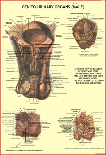 Genito Urinary Organs (Male) (70x100cm) product image