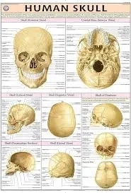 Human Skull (70x100cm) product image