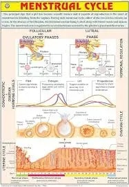 Menstrual Cycle (70x100cm) product image