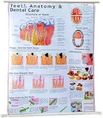 Teeth & Dental Care (70x100cm) product image