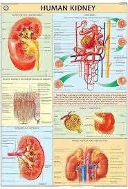 Nephron (70x100cm) product image