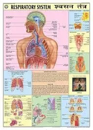 Respiratory System (70x100cm) product image