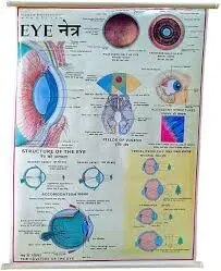 Human Eye (70x100cm) product image