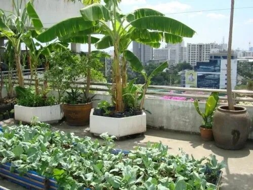 Organic Terrace Gardening Service in Chennai product image