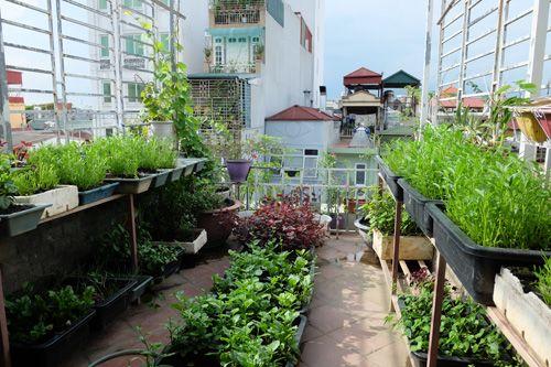 Low-Maintenance Terrace Garden Service in Chennai product image