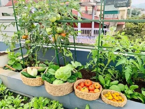 High-Quality Terrace Gardening Contractors in Chennai product image