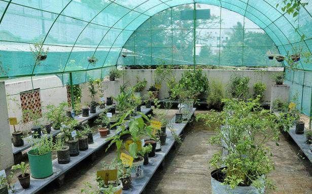 Chennai Terrace Garden Designers for Urban Homes product image