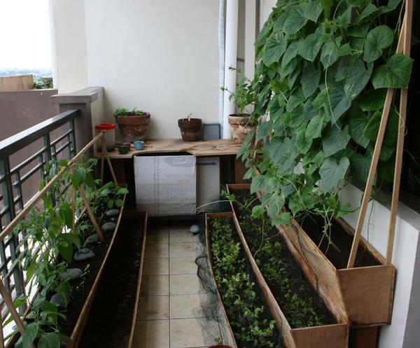 Organic Balcony Garden Setup Services in Chennai product image