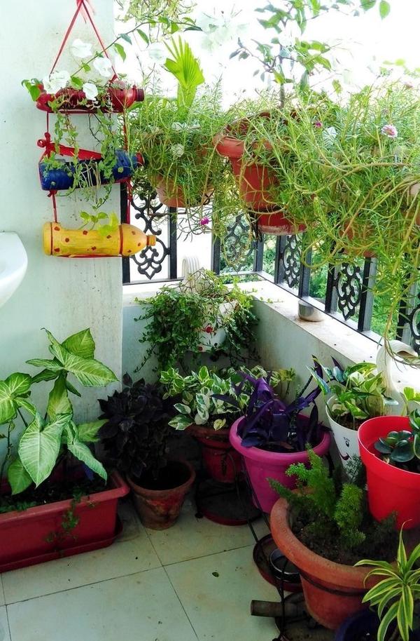 Natural Balcony Planting & Care Services in Chennai product image