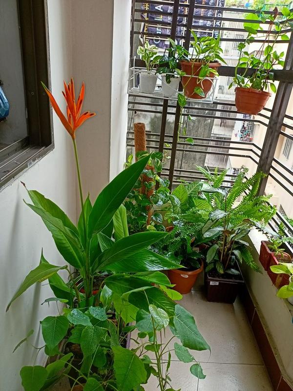 Professional Balcony Planters & Pots Setup in Chennai product image