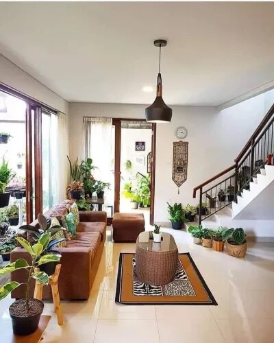 Indoor Plants for Homes Chennai product image
