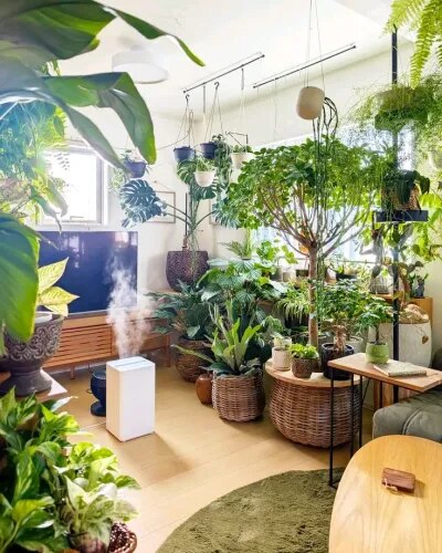 Indoor Plant Experts Chennai product image
