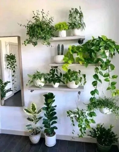 Indoor Garden Maintenance Chennai product image