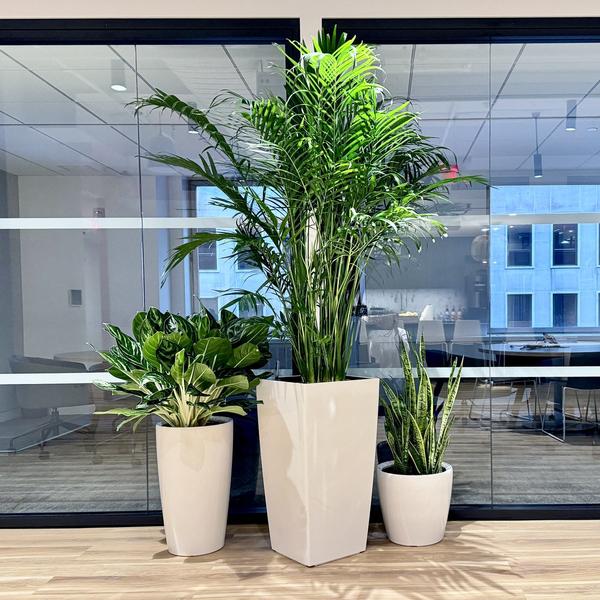 Indoor Plant Services for Offices Chennai product image