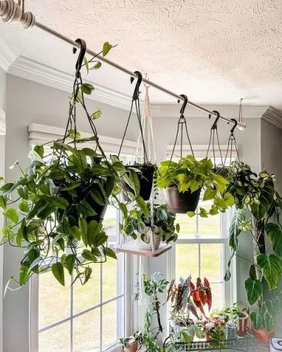 Indoor Garden Transformation Chennai product image