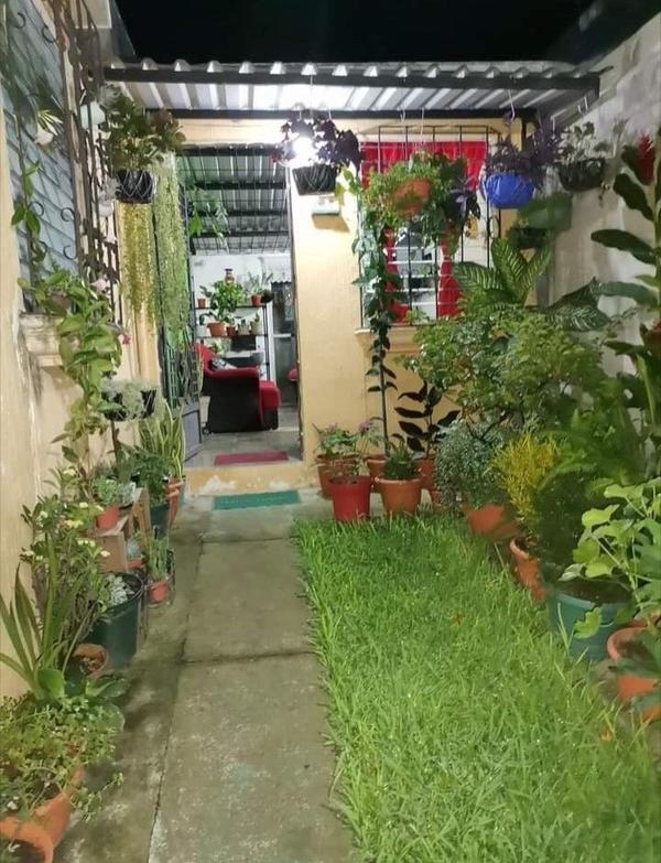 Outdoor Plant Supply & Setup Chennai product image