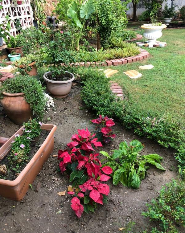 Professional Outdoor Garden Care Chennai product image